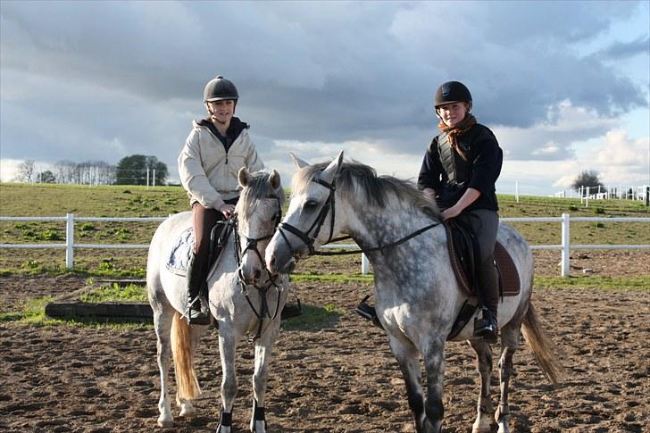 New Forest Laterne |B-pony  - Elsker det her billede! :* billede 13