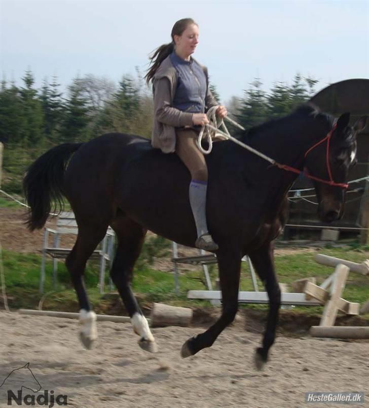 Dansk Varmblod Lucena Quintus  - mig og lucce i rebgrime, ups uden ridehjelm, Flyvene hest, haha billede 8