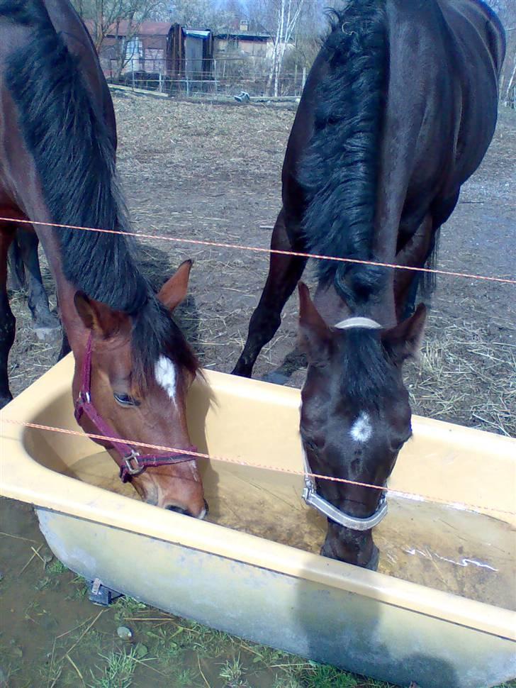 Anden særlig race Ally billede 7