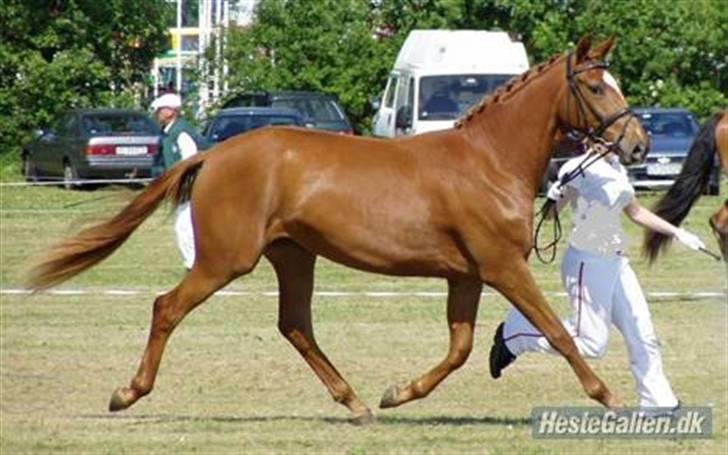 Dansk Varmblod Bernique. billede 15