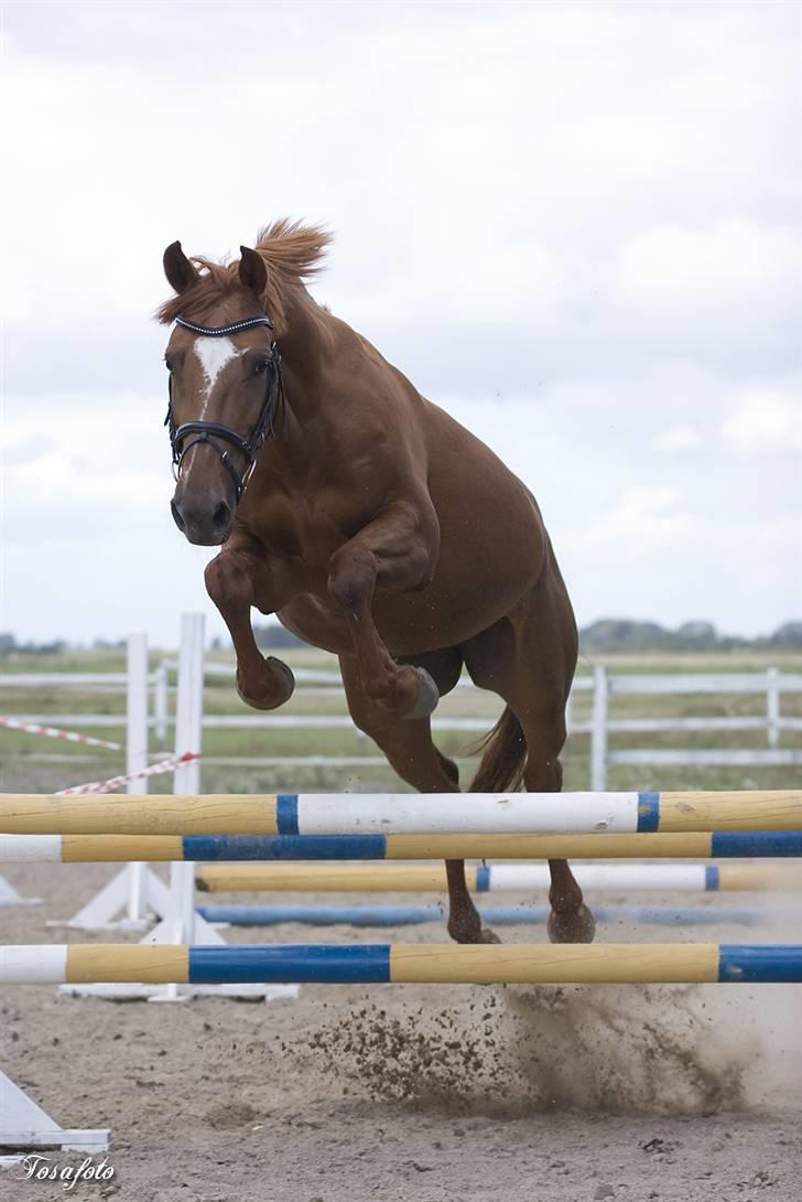 Dansk Varmblod Bernique. billede 16