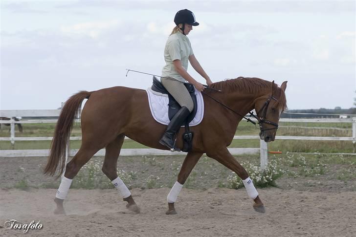 Dansk Varmblod Bernique. billede 17