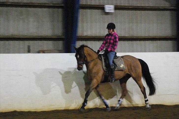 Welsh Partbred (Sec F)  Andy Capp billede 6