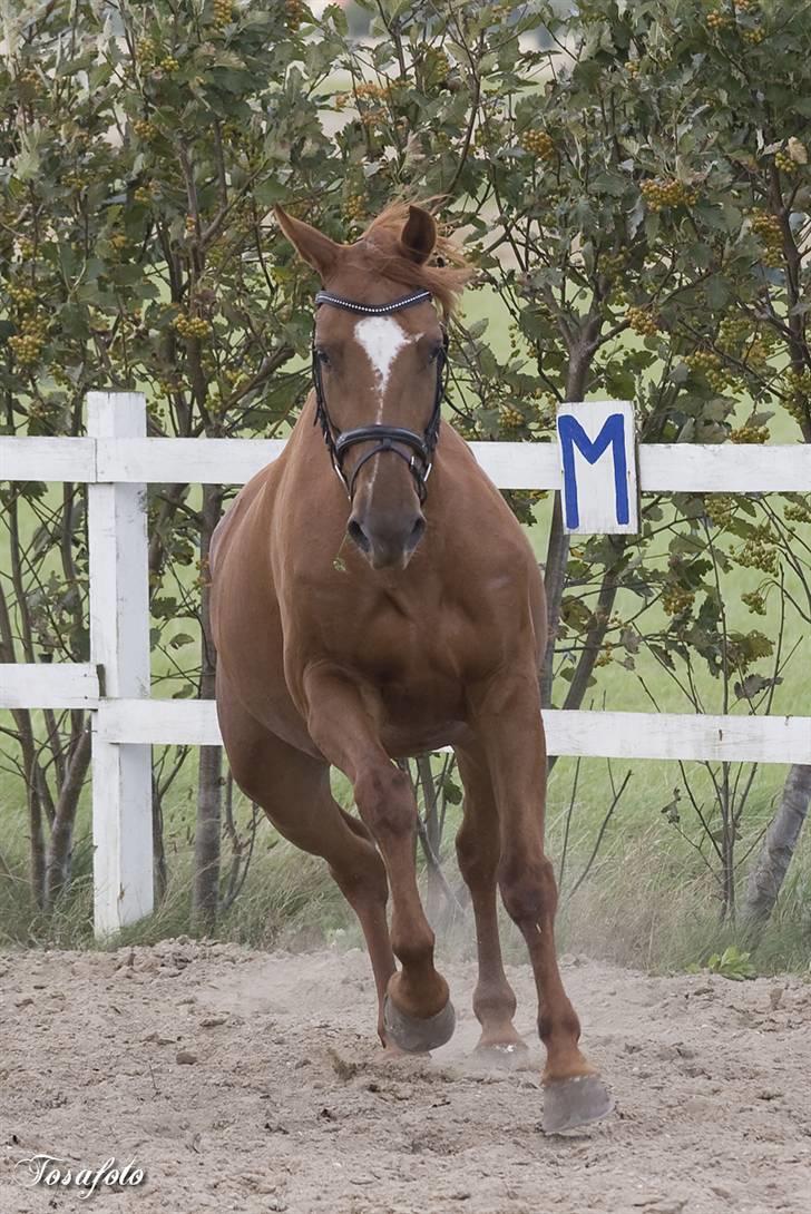 Dansk Varmblod Bernique. billede 18