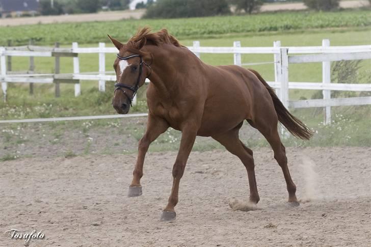 Dansk Varmblod Bernique. billede 19