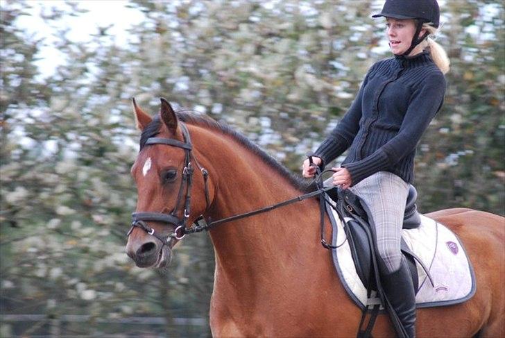 Welsh Partbred (Sec F)  Andy Capp - uuh jeg elsker dig pony<`333 billede 7