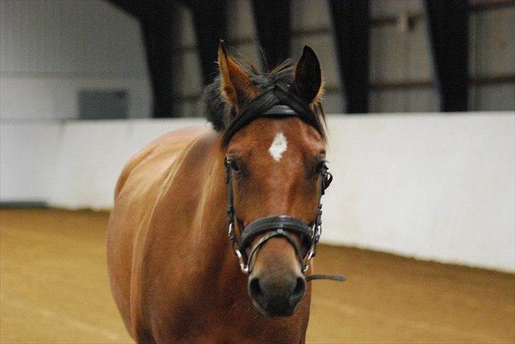 Welsh Partbred (Sec F)  Andy Capp billede 8