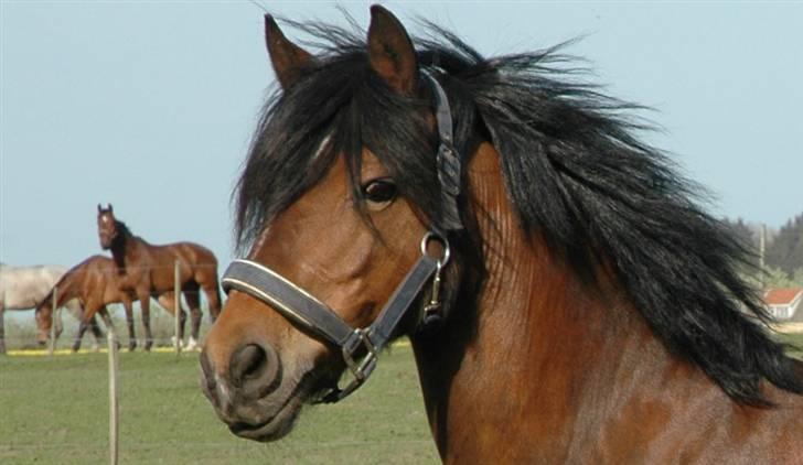 Anden særlig race Roxanne (solgt) billede 7