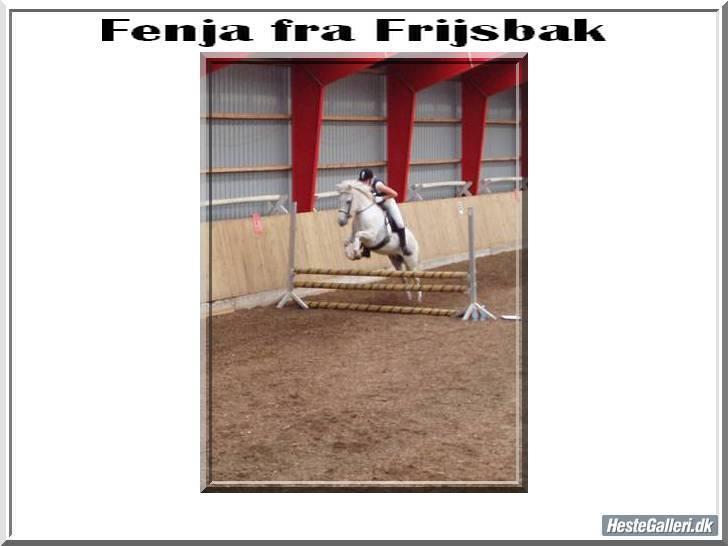 Islænder Fenja Fra Frijsbak - Fenja fra Frijsbak ( lavet af Kia og Svartur) billede 5