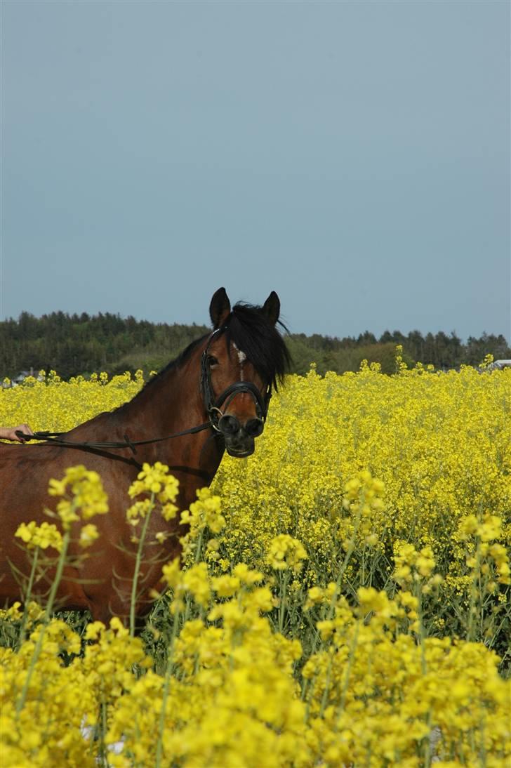 Anden særlig race Roxanne (solgt) billede 8