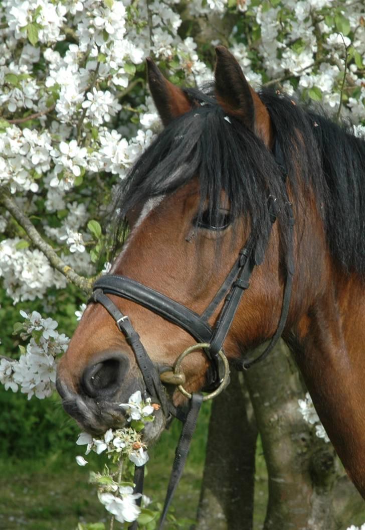 Anden særlig race Roxanne (solgt) billede 9