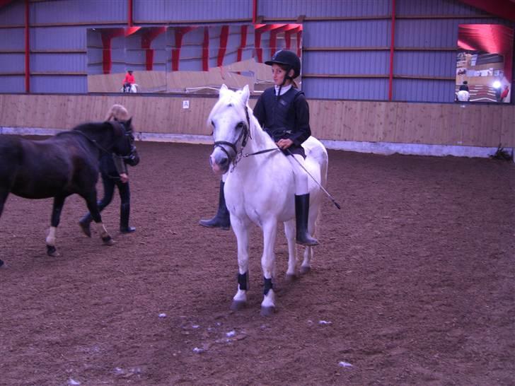 Welsh Mountain (sec A) Skrubbenborg Jamais - i skovly billede 19