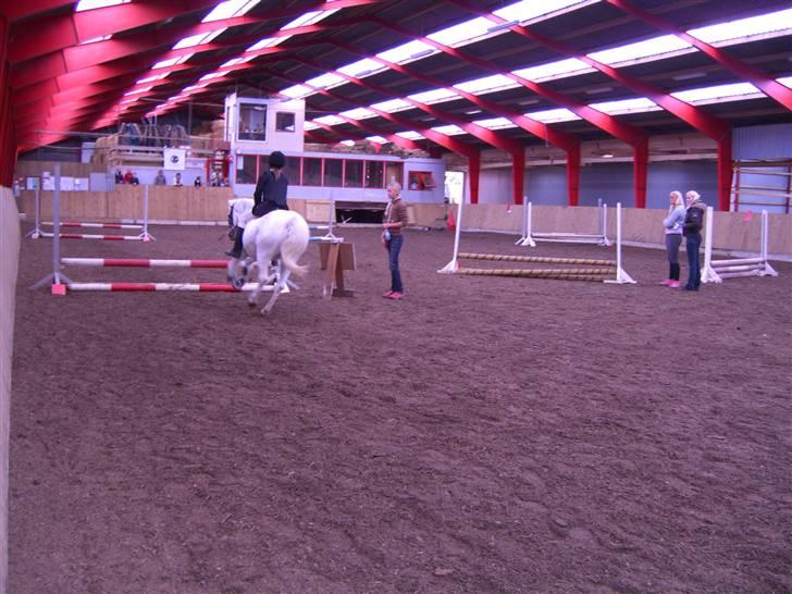 Welsh Mountain (sec A) Skrubbenborg Jamais - starter ldcm uden sadel billede 20