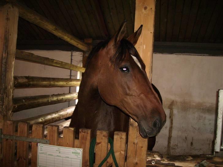 Dansk Varmblod CLAIRE billede 3