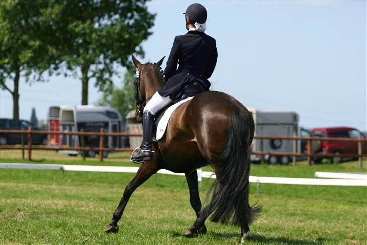 Hollandsk Varmblod Wild Rose - Solgt - Stævne i Oud-Beijerland, 3 + 4 plads med 62.7% og 66.3% billede 12