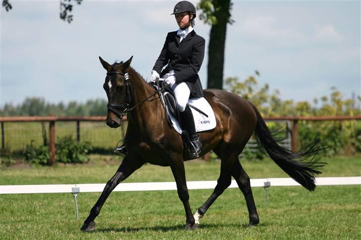 Hollandsk Varmblod Wild Rose - Solgt - Stævne i Oud-Beijerland, 3 + 4 plads med 62.7% og 66.3% billede 14