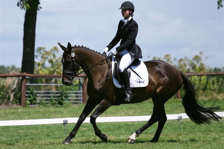 Hollandsk Varmblod Wild Rose - Solgt - Stævne i Oud-Beijerland, 3 + 4 plads med 62.7% og 66.3% billede 15