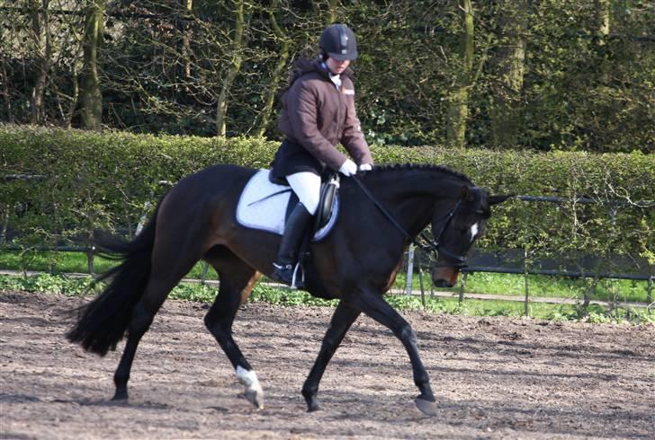 Hollandsk Varmblod Wild Rose - Solgt billede 16