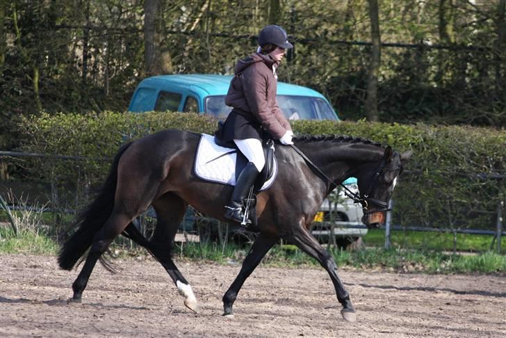 Hollandsk Varmblod Wild Rose - Solgt billede 17