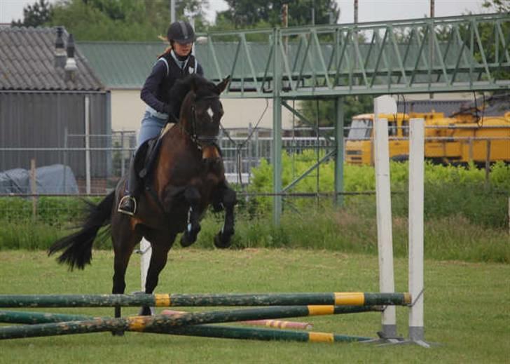 Hollandsk Varmblod Wild Rose - Solgt - Springstaevne i Valkenburg. billede 18