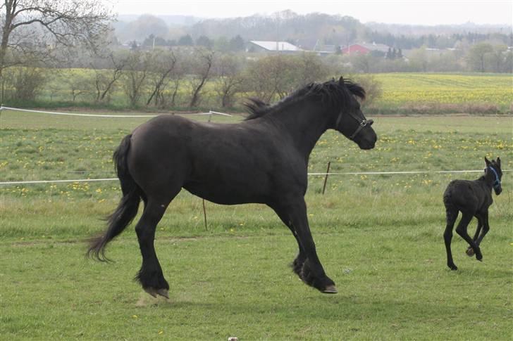 Frieser Maayke K. billede 9