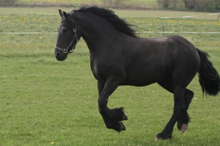 Frieser Maayke K. billede 11