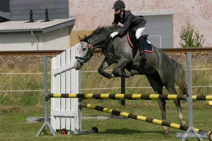 Hollandsk Varmblod Flying Dutch Boy - wee vi flyver billede 15