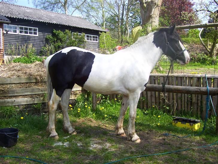 Irish Cob Tequila - Igen igen. <3 billede 11