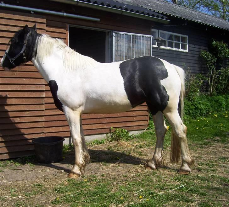 Irish Cob Tequila - Her ses Tequila som i fuld figur, taget i juni - 2008 billede 12