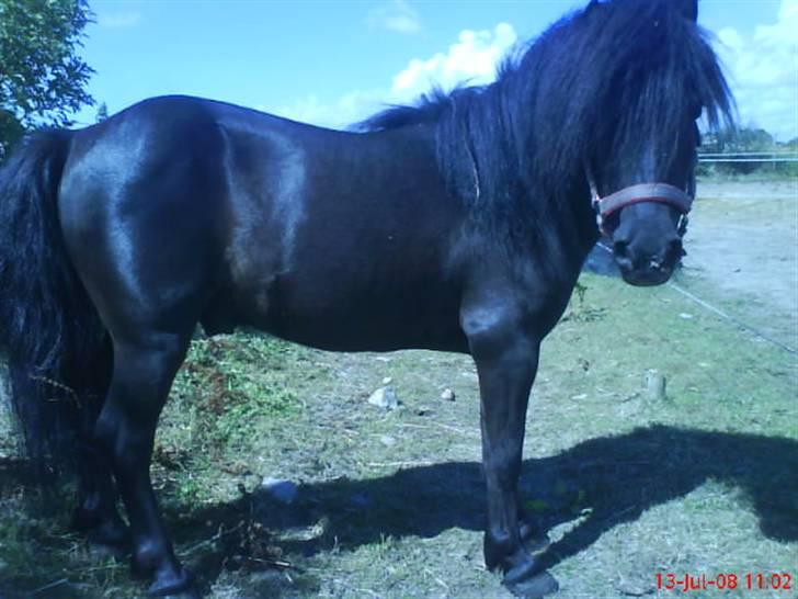 Shetlænder bob. solgt - sådan ser bob ud nu. efet han har fået det rigtig mad og blevet passet. en rigtig fin dreng billede 11