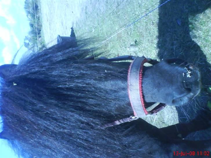 Shetlænder bob. solgt billede 12