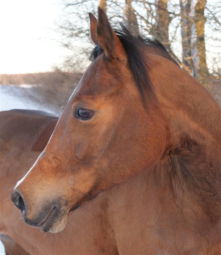 Hollandsk Sportspony Lotte - 2- fotodag. d. 3/3-10. billede 2