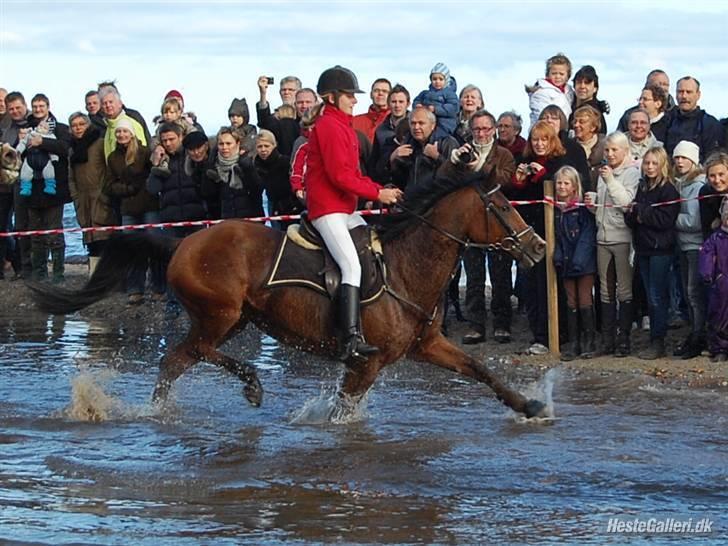 Hollandsk Sportspony Lotte - 3- århus hubertusjagt 08 billede 3