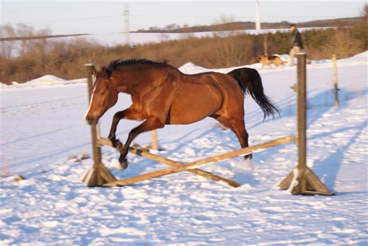 Hollandsk Sportspony Lotte - 6- fotdag. d. 3/3-10 billede 6