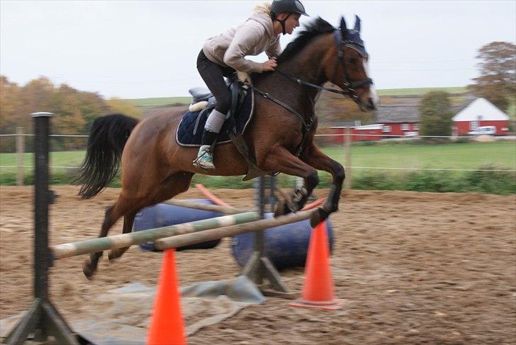 Hollandsk Sportspony Lotte - 7- Springhyp billede 7