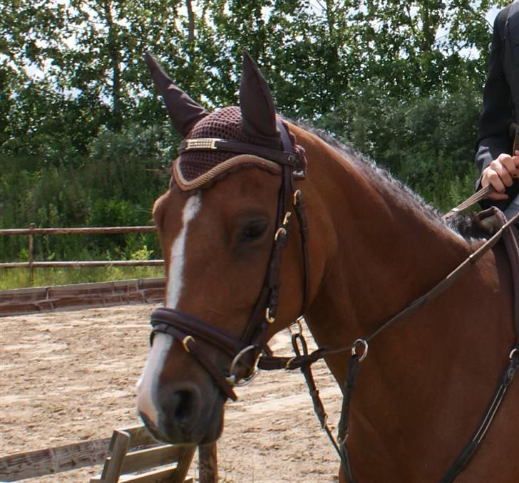 Hollandsk Sportspony Lotte - 9- Til stævne i koor billede 9