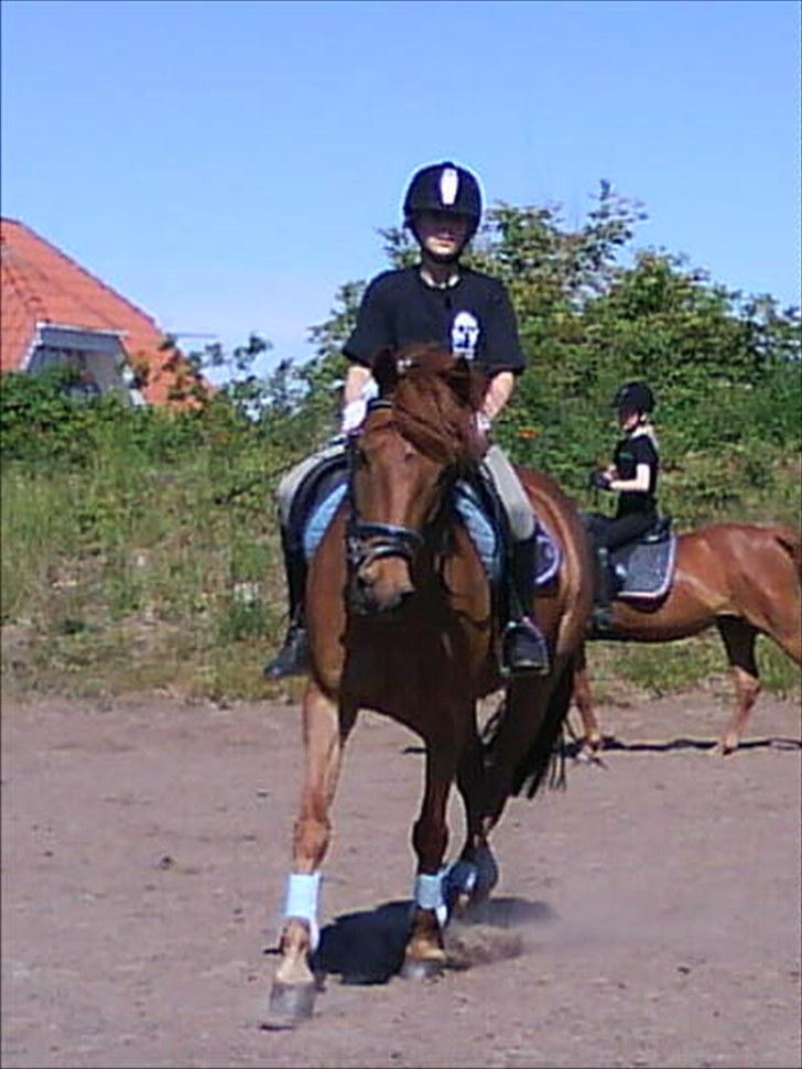 Svensk Sportspony  Casco - 20# Casco <3  billede 20