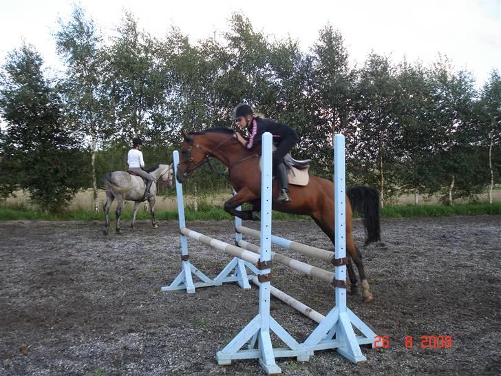 Hollandsk Sportspony Lotte - 17- Til undervisning billede 17