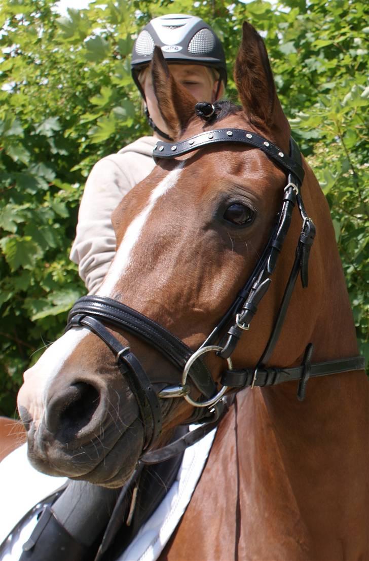 Hollandsk Sportspony Lotte - 18- fotodag. billede 18