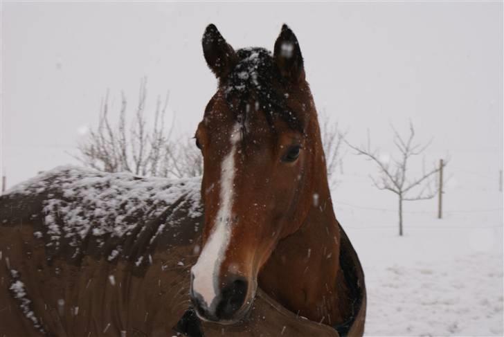 Hollandsk Sportspony Lotte - 19-På folden billede 19