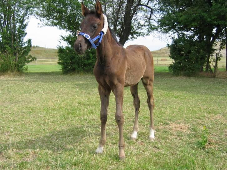 DSP moonjam´s classic touch  billede 1