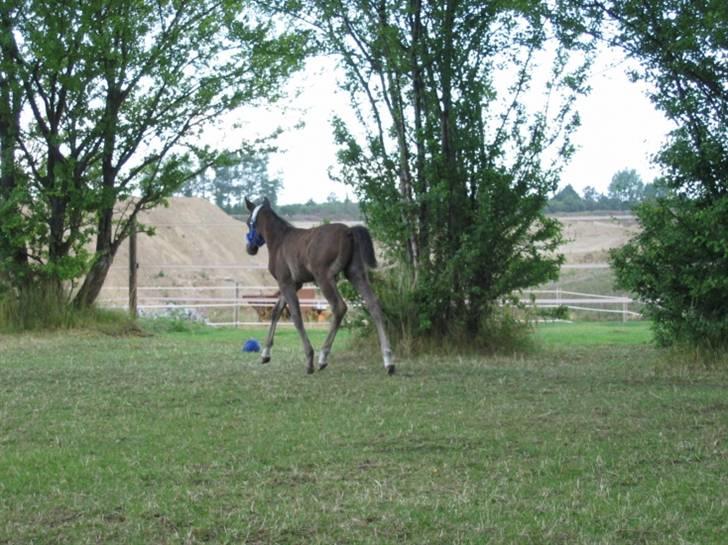 DSP moonjam´s classic touch  billede 2