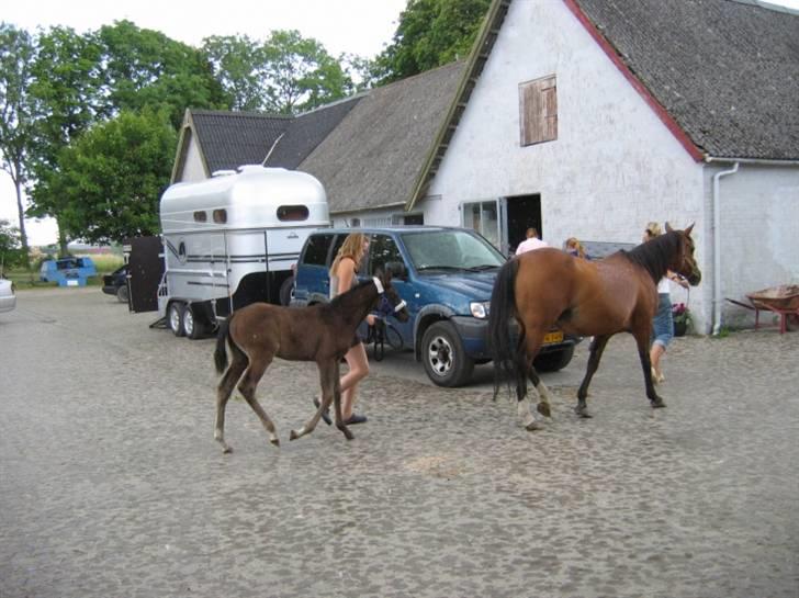 DSP moonjam´s classic touch  billede 4