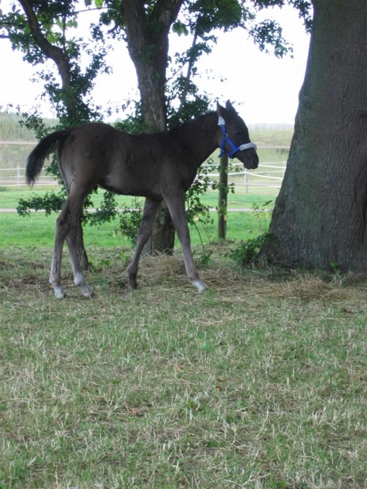 DSP moonjam´s classic touch  billede 6