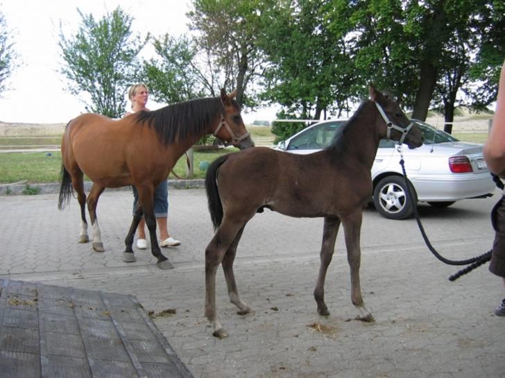 DSP moonjam´s classic touch  billede 7