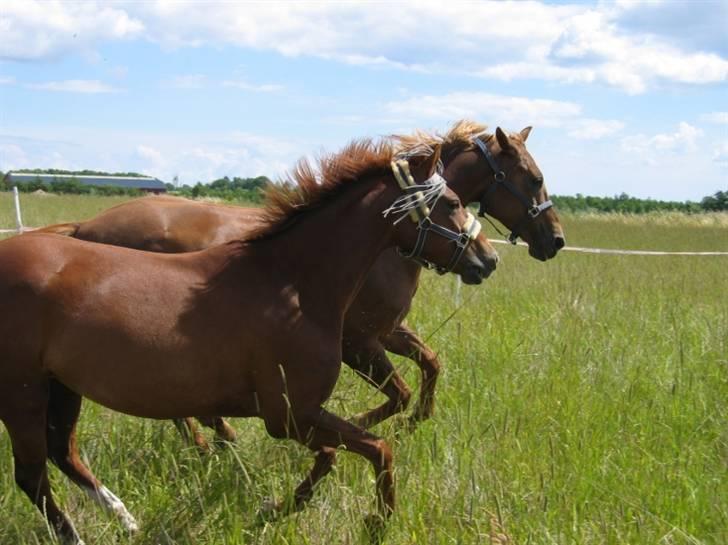 DSP Zoé Bredager billede 8