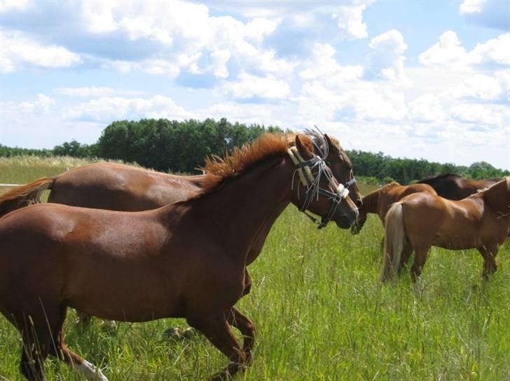 DSP Zoé Bredager billede 9