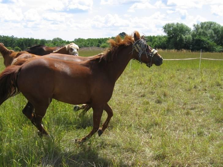 DSP Zoé Bredager billede 10