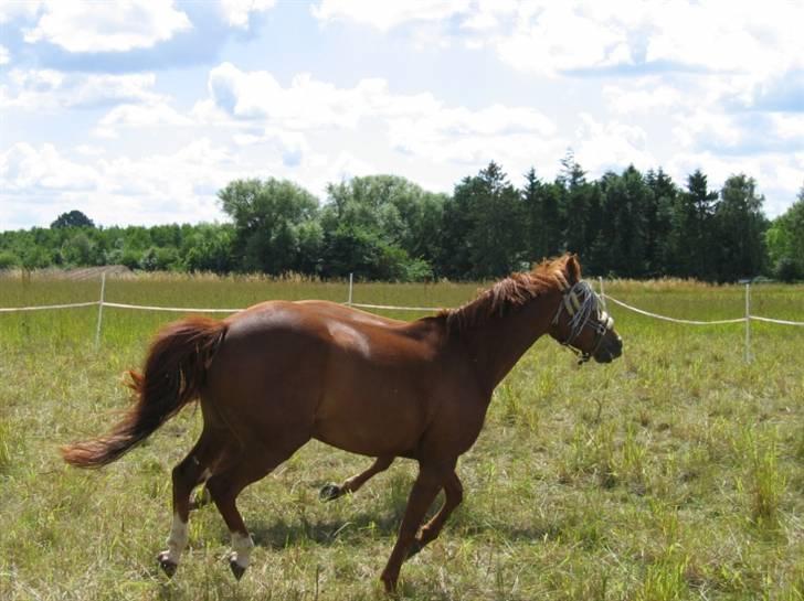 DSP Zoé Bredager billede 11