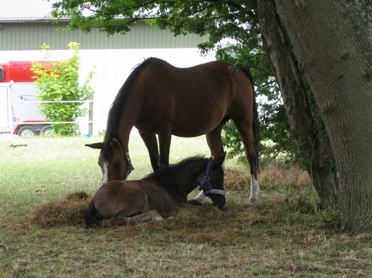 DSP moonjam´s classic touch  billede 8